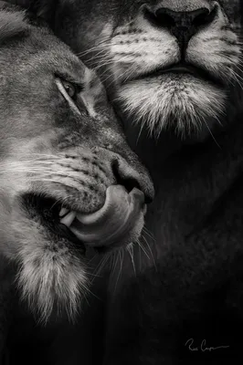 Черно-белая фотография льва и львицы с шрамами льва, глядящего на зрителя и  львицу, обнимающегося | Премиум Фото