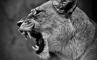 Заставка на телефон лев и львица - 67 фото