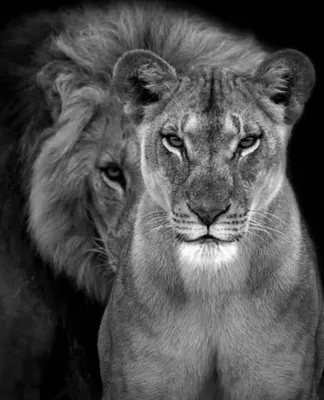 Скромный лев) | Пикабу