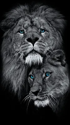 Лев и львица черно белое фото фотографии