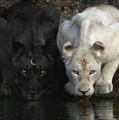 Обои животные, львы, черно-белые на рабочий стол (31 обои)