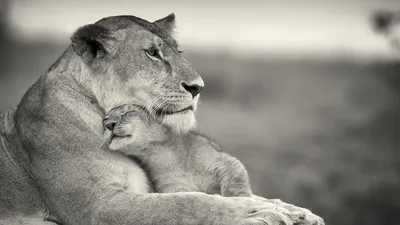 Лев и львица картинки черно белые - 82 фото