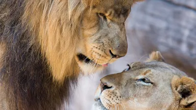 Обои Животные Львы, обои для рабочего стола, фотографии животные, львы,  парочка, львица, лев, любовь Обои для рабочего стола… | Животные, Львы,  Фотографии животных
