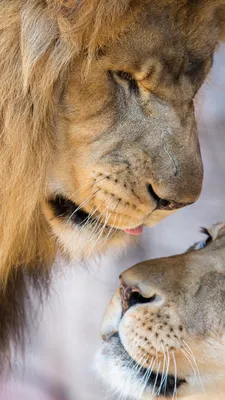 Скачать обои любовь, львы, лев, хищники, львица разрешение 1680x1050 #15623