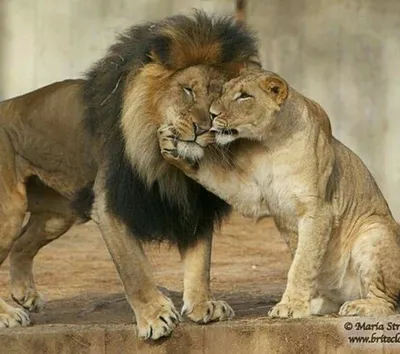 Сила в нас | Lion pictures, Lion love, Animals
