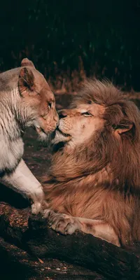 Лев и львица, любовь, верность, …» — создано в Шедевруме