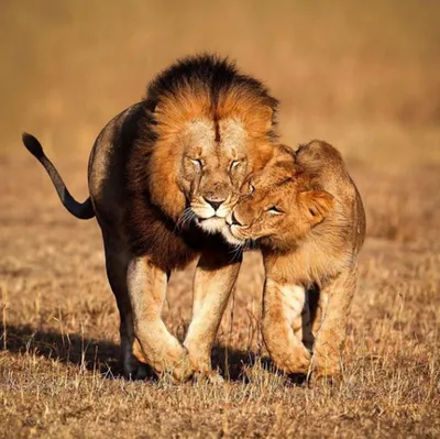 Картинки лев и львица любовь - 80 фото