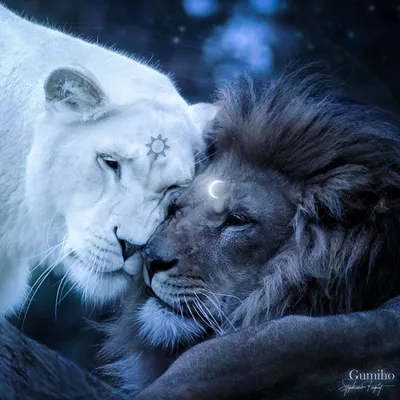 Историю зарождения любви львиной пары рассказали в новосибирском зоопарке |  Пикабу