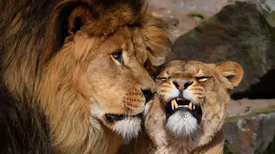 Все о любовных отношениях льва и львицы | КАА | Дзен