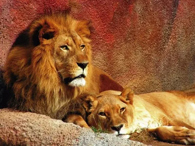 Картинка на рабочий стол любовь, лев, львица 640 x 960