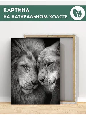 Лев и львица фото любовь фотографии