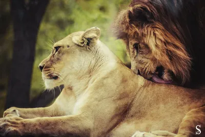 Обои на рабочий стол Любовь льва и львицы, фотограф Patrick Schmetzer, обои  для рабочего стола, скачать обои, обои бесплатно