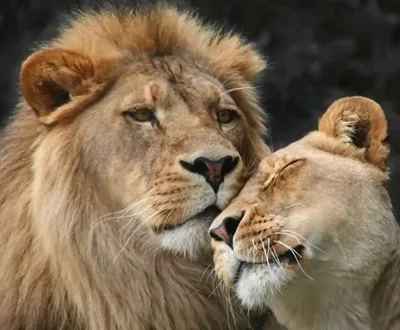 Фотообои Лев и львица на стену. Купить фотообои Лев и львица в  интернет-магазине WallArt