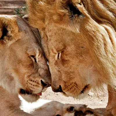 Лев и львица фото фотографии