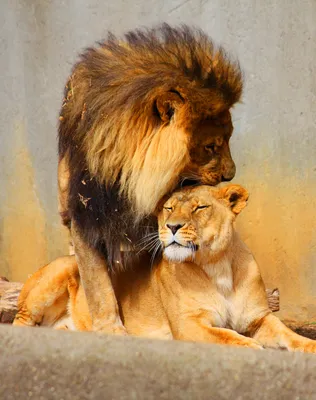 Лев, львица и львята» — создано в Шедевруме