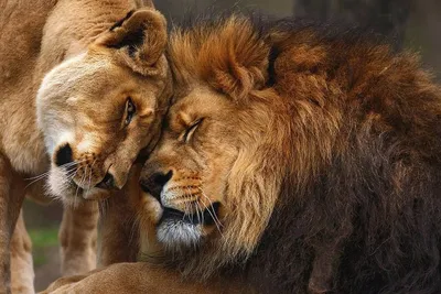 Лев и львица стоковое фото. изображение насчитывающей гордость - 150887380
