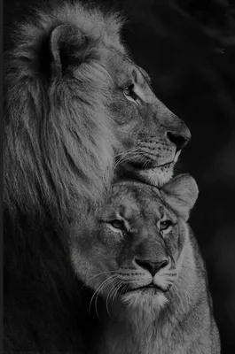 Белый Лев и львица спят в кровати» — создано в Шедевруме