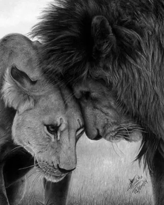 Картина львы, лев и львица, картина со львом, лев в интернет-магазине  Ярмарка Мастеров по цене 7000 ₽ – TIXNKRU | Картины, Муром - доставка по  России