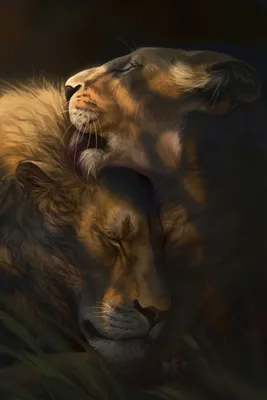 лев и львица в зоопарке стоковое фото. изображение насчитывающей аффекты -  219081460