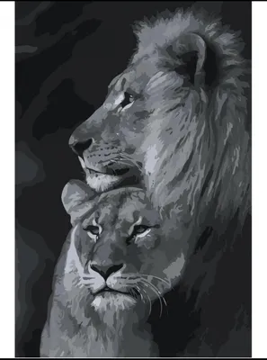 Влюбленные лев и львица крупным планом - обои для рабочего стола, картинки,  фото