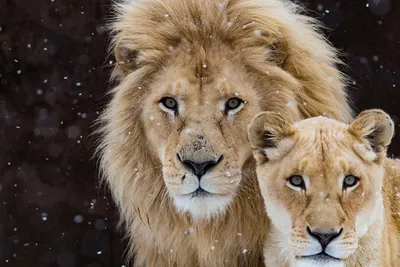 Обои лев и львица - 63 фото