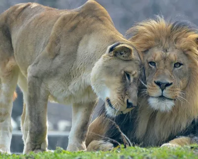 Лев, львица, львица под защитой …» — создано в Шедевруме