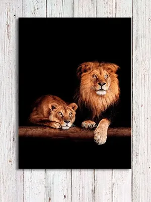 Скачать обои любовь, лев, львы, львица, раздел кошки в разрешении 1280x1024