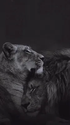 vorte_coeur on Instagram: 💔для каждого Льва, своя Львица💔 | Lion  photography, Iphone wallpaper hd nature, Lion pictures