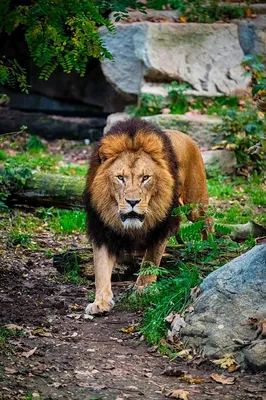 Лев род пантера, стоковое изображение. изображение насчитывающей меховой -  98768893