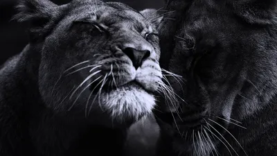 Пантера и Лев в Африке Реальный …» — создано в Шедевруме