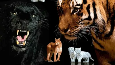 Лев и черная пантера» — создано в Шедевруме