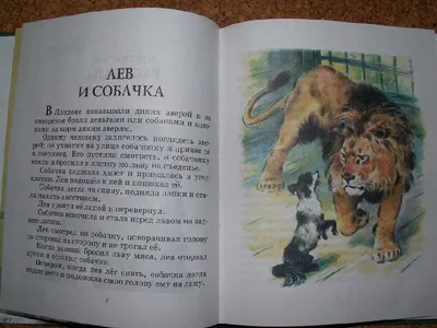 Блог \"МЫ\" для родителей и детей 5-б класса МАОУ СОШ №8 г.Ирбита : \"Лев и  собачка\"