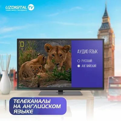 Новосибирский зоопарк ищет генетически здорового африканского льва - 13  февраля 2023 - НГС