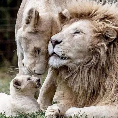 Картинки лев и львица (59 фото)