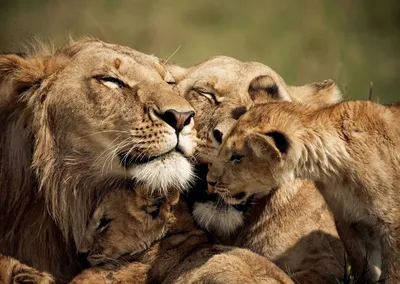 Онлайн пазл «Лев и львица»