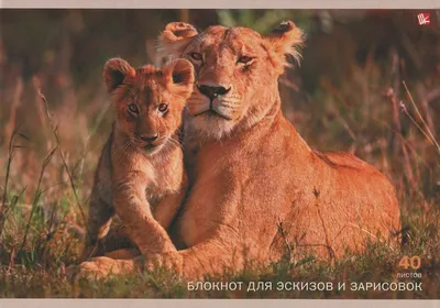 Картинки лев львица и львенок - 82 фото