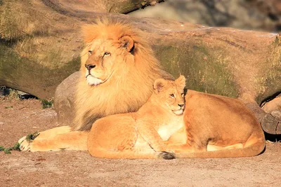 Львёнок и его мамочка | Пикабу