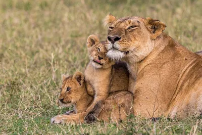 Нарезать картинку на нужный размер с тегами львица, мама, детёныш, львёнок,  хищник, нос к носу