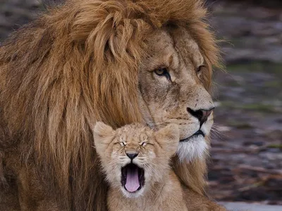 Лев и львенок (91 лучших фото)