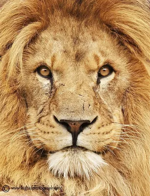 Картинки морда льва (47 фото) » Юмор, позитив и много смешных картинок