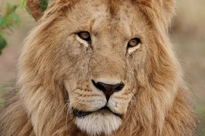 Картинка лев Морда смотрят Животные