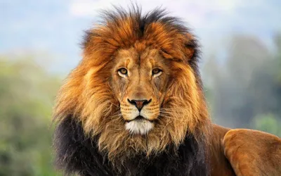 Морда льва - 64 фото