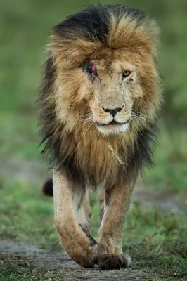 Король лев: лицо со шрамом | Пикабу