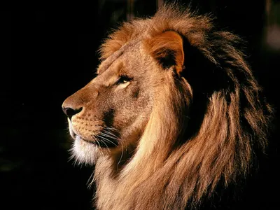 Морда льва. Обои с животными, картинки, фото 1152x864