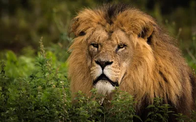 Наклейка пп звери Лев 135х142мм морда льва без ободка виниловая цветная на  авто (ID#1364699318), цена: 60 ₴, купить на Prom.ua