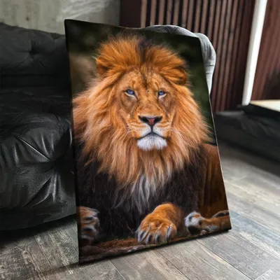 Картинки лев, морда, взгляд, портрет, животные - обои 2560x1600, картинка  №364884