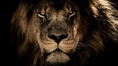 Фотография лев Морда вблизи Голова смотрят животное Черный фон