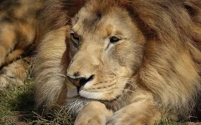 морда льва с табличкой вид спереди мультяшном стиле PNG , лев, Лицо,  Подписать PNG картинки и пнг рисунок для бесплатной загрузки