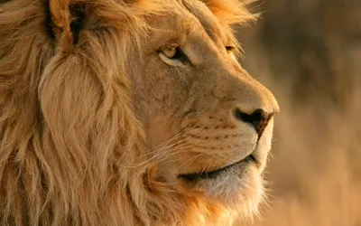 дизайн морда льва иллюстрация вектора. иллюстрации насчитывающей львев -  215579440