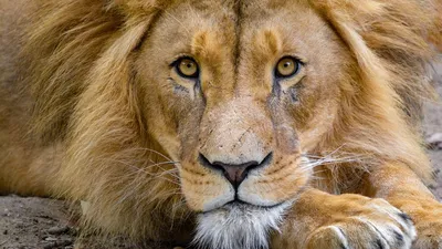 Обои лев, морда, взгляд, царь зверей, хищник, дикая природа картинки на  рабочий стол, фото скачать бесплатно